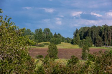 Yeşil ağaçlardan oluşan bir tarlası ve arka planda bir ormanı olan güzel bir manzara.