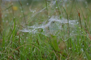 Su damlalarıyla çimlerin üzerinde örümcek