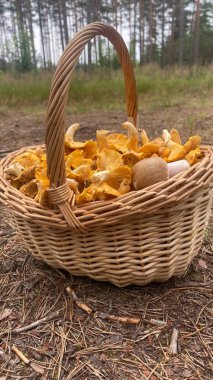 Sepetteki mantarlar
