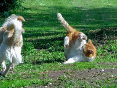 Parkta oynayan iki kedi.