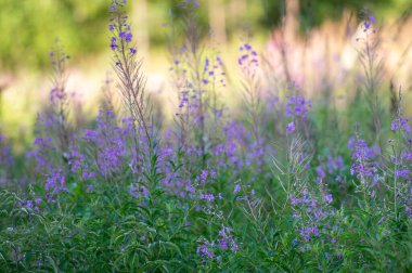 gün batımında tarlada mor çiçekler