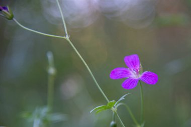 Tarladaki güzel çiçek.