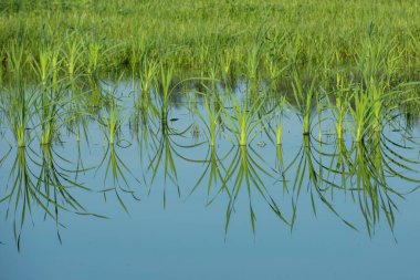 Yansımalı pirinç tarlası