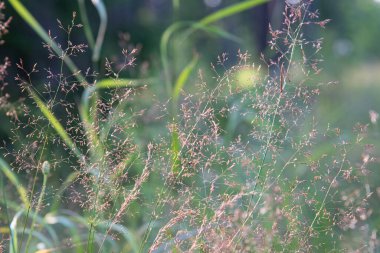 Çiyli çimen çiçeği