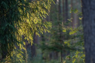 Ormanda güzel yeşil yapraklar