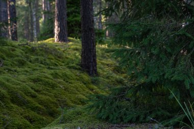 Akşamları ormanda güzel yeşil yosunlar