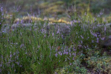 Ormanda güzel çiçekler