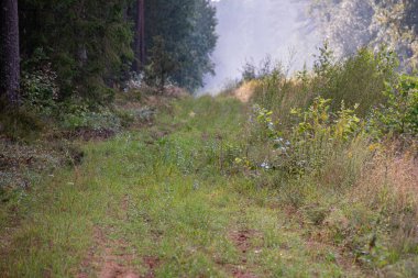 Yazın sisli ormanda yol.