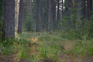 Yaz doğasında orman ağaçları. güneş ışınları.