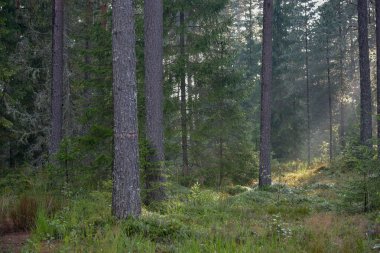 Orman ağaçları sabahın erken saatlerinde