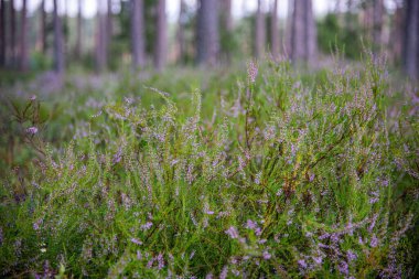 Yaz aylarında orman çiçekler