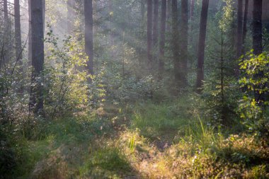 Bir huş ağacında yaz sabahı.