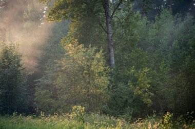 Ormanda güzel bir sabah doğumu.