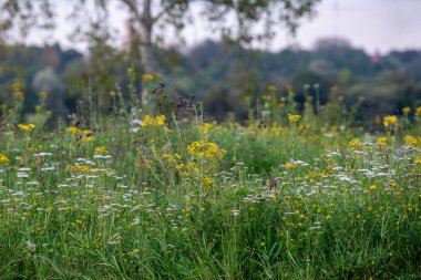Tarladaki güzel çiçekler