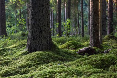 Yeşil yosunları ve ağaç gövdeleri olan güzel orman, yaz manzarası