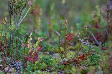 Ormandaki yeşil bitkilerin yakın plan çekimi.