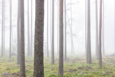 Güneşin doğuşunda sisli çam ormanı. Letonya 'da sonbahar sabahı