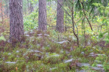Sonbahar mevsiminde çam ormanı.