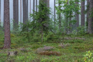 Sabah ormandaki çam ağaçları