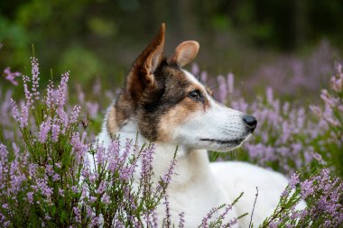 Şirin bir köpeğin portresi.