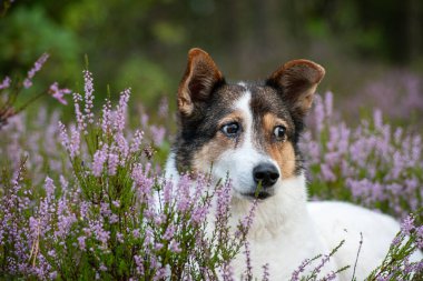 Parktaki sevimli köpek.