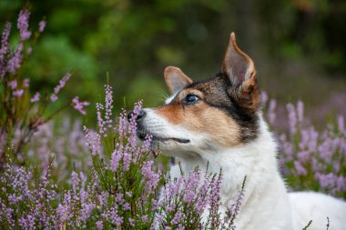 Avustralya çoban köpeğinin çayırdaki portresi.