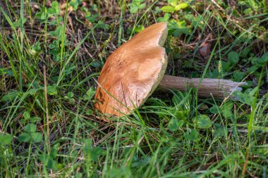 Ormanda büyüyen mantar