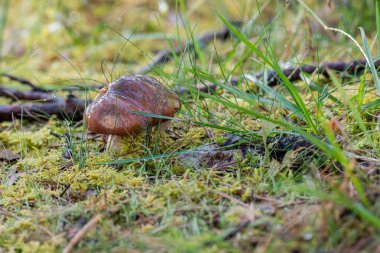 Mantarlar sonbahar ormanında yakın mesafede. Makro. seçici odak.