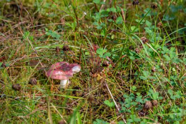 Mantarlar sonbahar ormanında yakın mesafede. Makro. seçici odak.