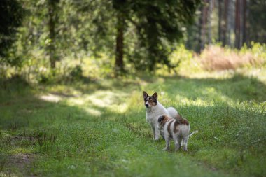 Bir köpeğin portresi.