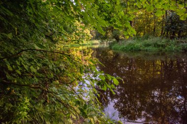 Küçük yeşil ağaçları olan küçük bir gölet. Suyun yansıması. Nehir suya yansıyor..
