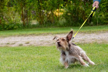 Tasmalı bir köpek.