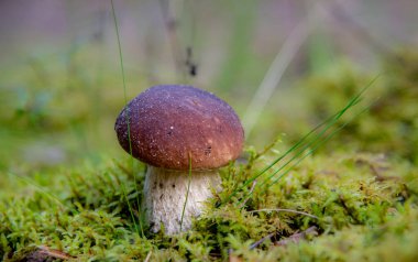Sonbahar ormanındaki mantarlar.