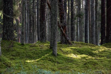 Dağlardaki yeşil orman