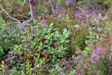 Ormanda güzel kırmızı meyveler