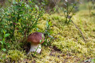 Ormandaki mantar, manzarayı kapat