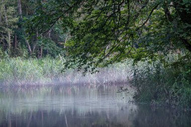 Arka planda orman olan güzel bir nehir.