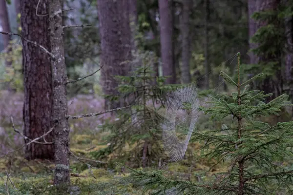 Arkasında çam ormanı olan güzel bir manzara.