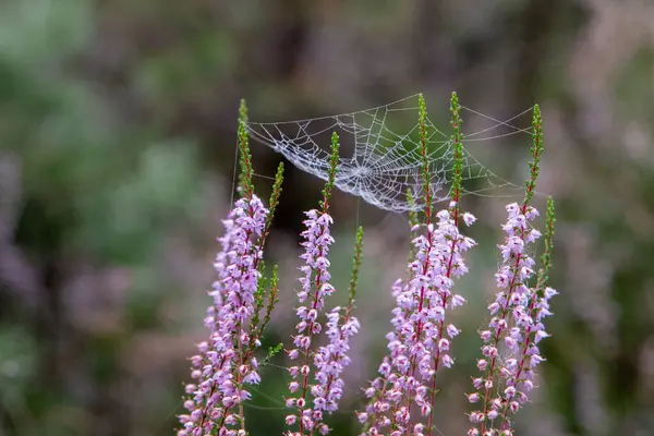Ormandaki örümcek ağı
