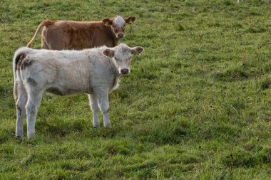 Çayırda inekler ve buzağılar.