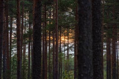 gün batımında çam ormanı