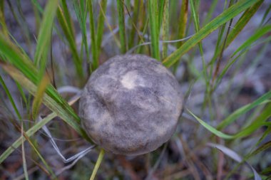 Yaklaş - Tayland 'da, bahçede bir hindistan cevizi..