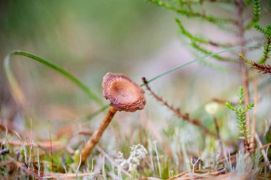 Bahçedeki güzel çiçekler