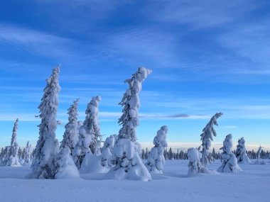 Snow-laden evergreen trees in Sjusjoen, Norway, creating a surreal winter landscape under a vivid blue sky with soft sunlight illuminating the snow-covered forest clipart