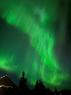 Bright green aurora borealis streaking across a dark night sky, silhouetted by evergreen trees and a snow-covered cabin roof in a serene Norwegian winter setting clipart