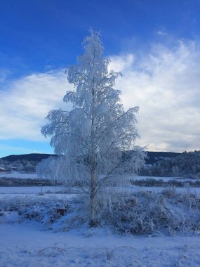 A lone tree covered in frost and surrounded by snow under a bright blue sky in Norway, creating a serene winter landscape clipart