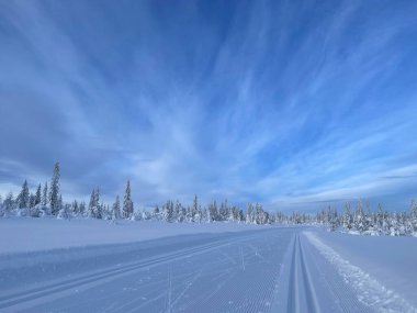 Snow-laden evergreen trees dotting a serene, sunlit winter landscape under a vibrant blue sky in Sjusjoen, Norway, showcasing pristine snow and peaceful surroundings clipart