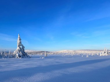 Norveç 'in Sjusjoen şehrinde, pırıl pırıl mavi bir gökyüzü altında durgun, güneşli bir kış manzarasını karla kaplı ağaçlar, el değmemiş kar ve barışçıl bir çevre sergiliyor.