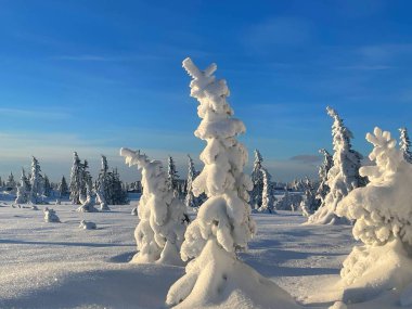 Snow-laden evergreen trees dotting a serene, sunlit winter landscape under a vibrant blue sky in Sjusjoen, Norway, showcasing pristine snow and peaceful surroundings clipart