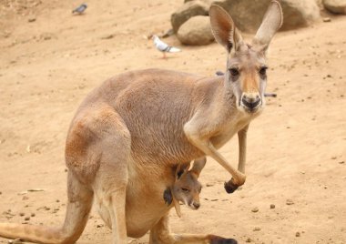 Bir kangurunun yakın plan portresi ve kesesini dikizleyen bir bebek (joey). Kanguru kumlu zeminde duruyor, arka planda kayalar ve dağınık kuşlarla çevrili. Avustralya 'da yakalandı.